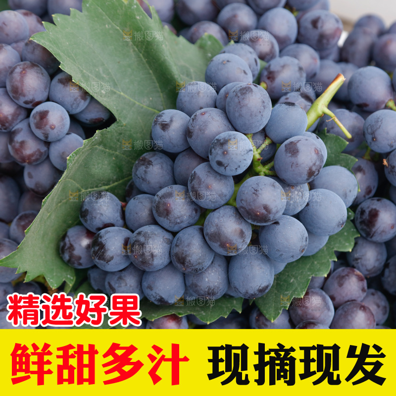 葡萄成熟丰收