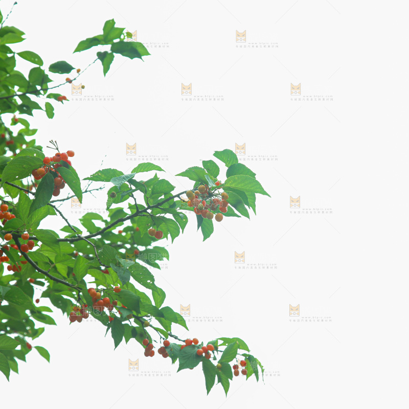 樱桃树