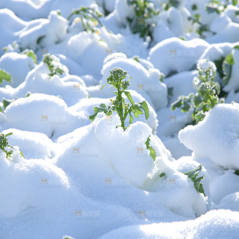 村落雪景下雪