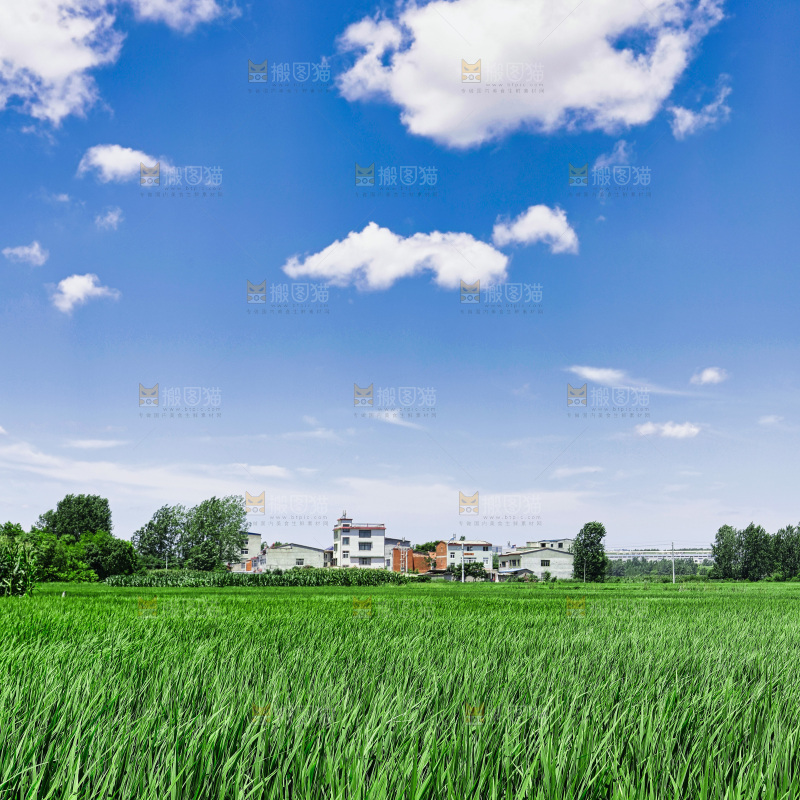 蓝天草地