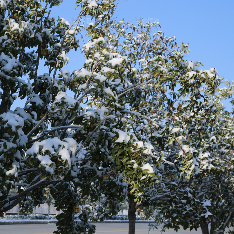 村落雪景下雪