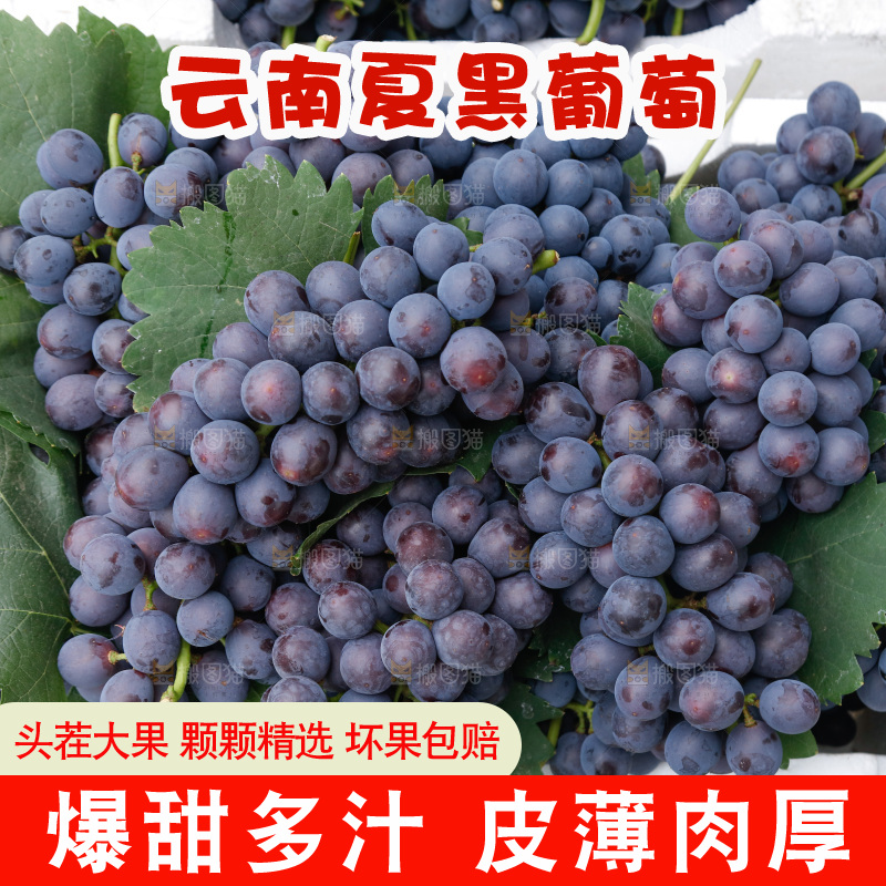 葡萄成熟丰收