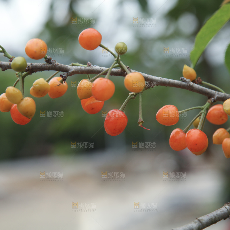 樱桃树