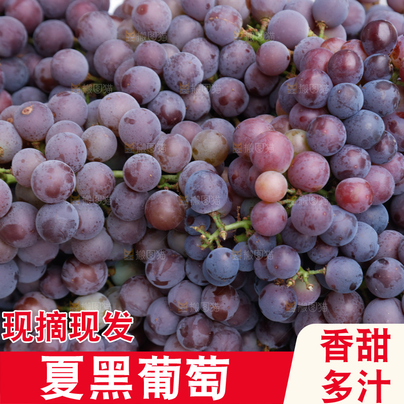 葡萄成熟丰收