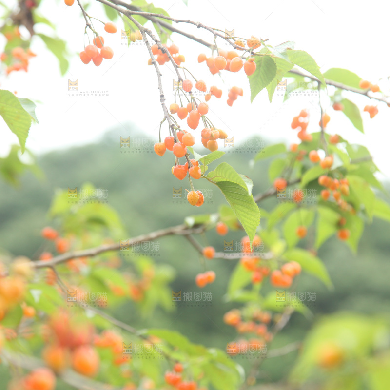 樱桃树
