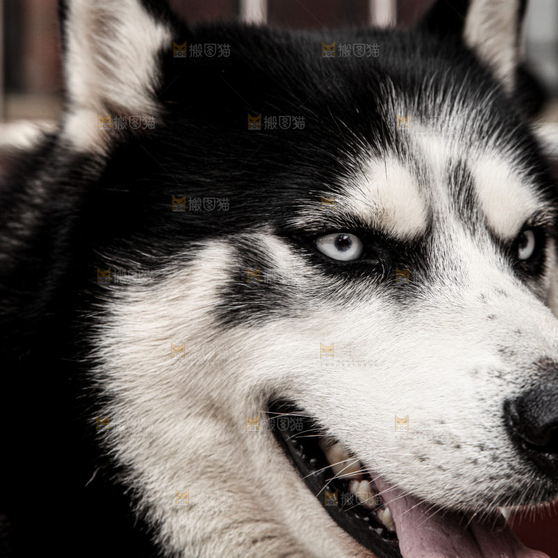 哈士奇犬种