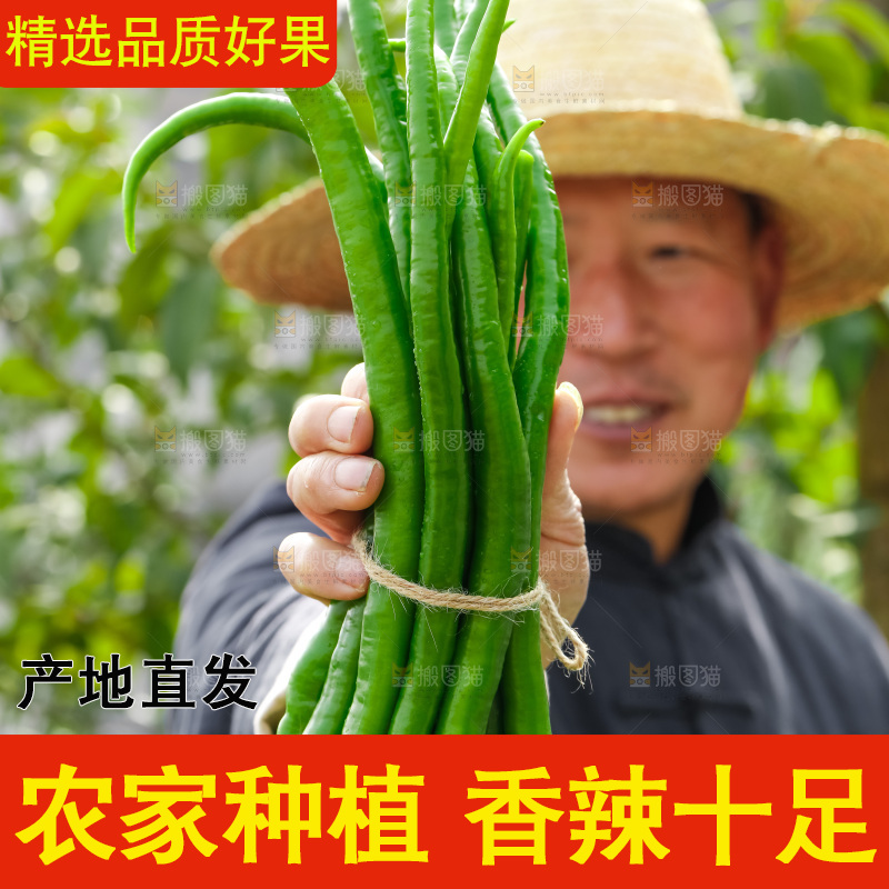 线椒