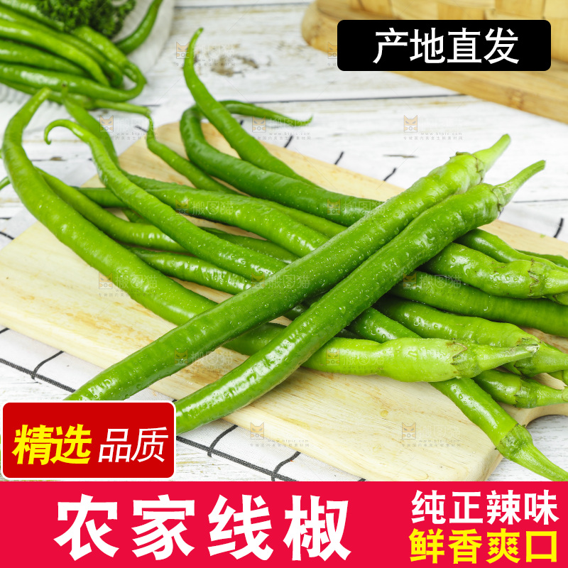 线椒