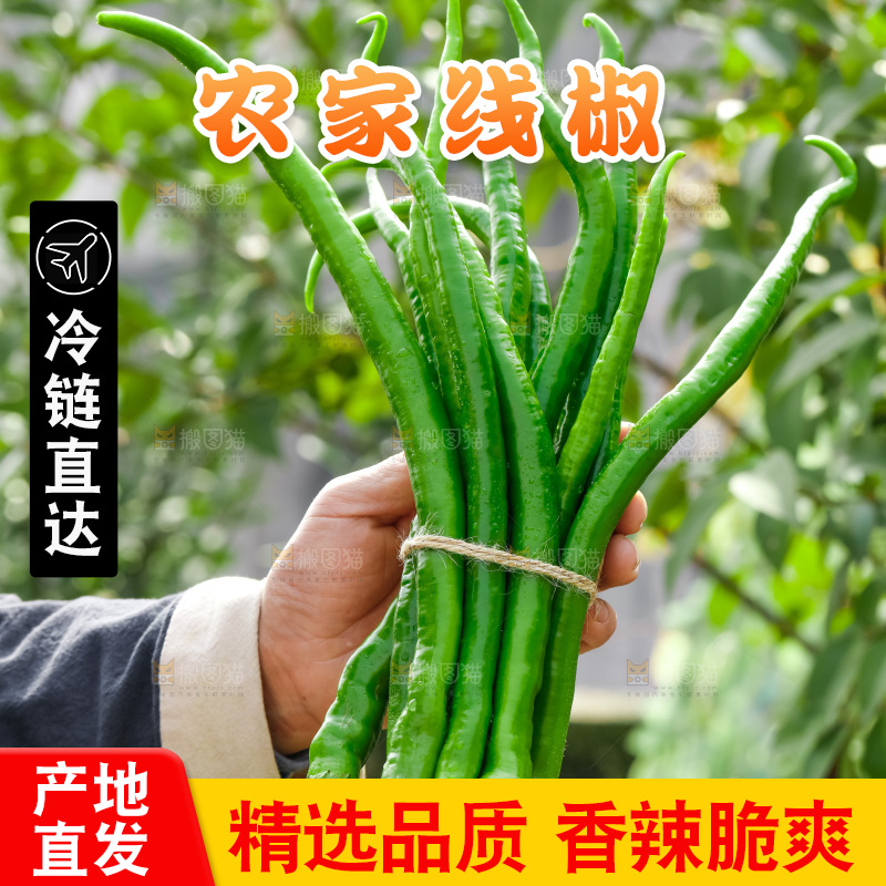 线椒