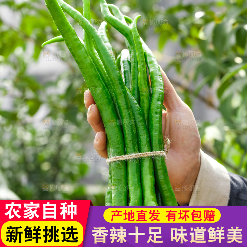 线椒