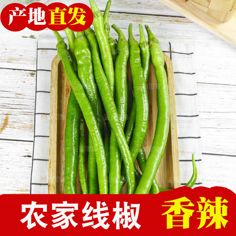线椒