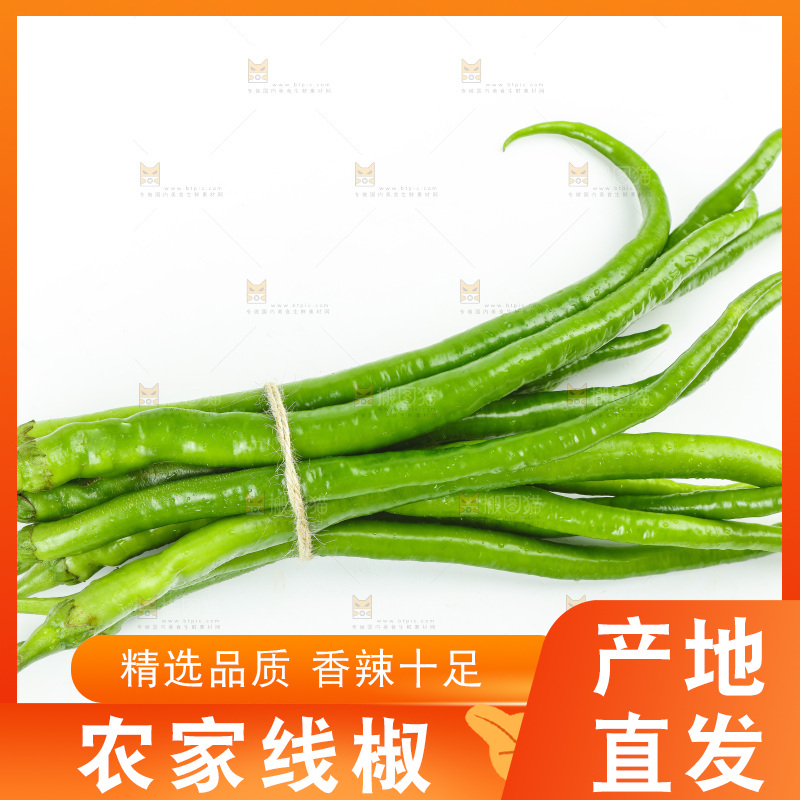 线椒
