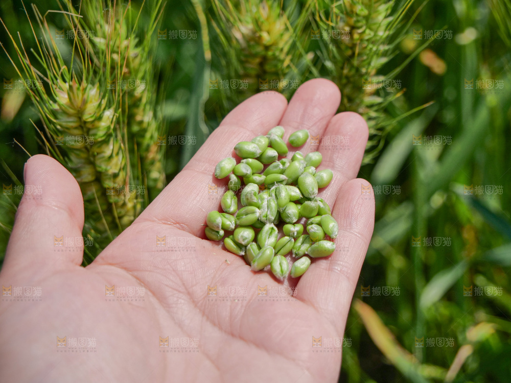 麦穗 麦粒 麦芒