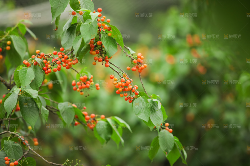 樱桃树