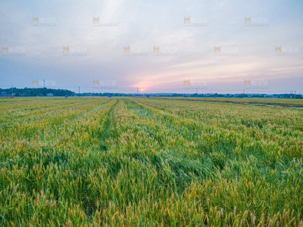 麦穗 麦粒 麦芒