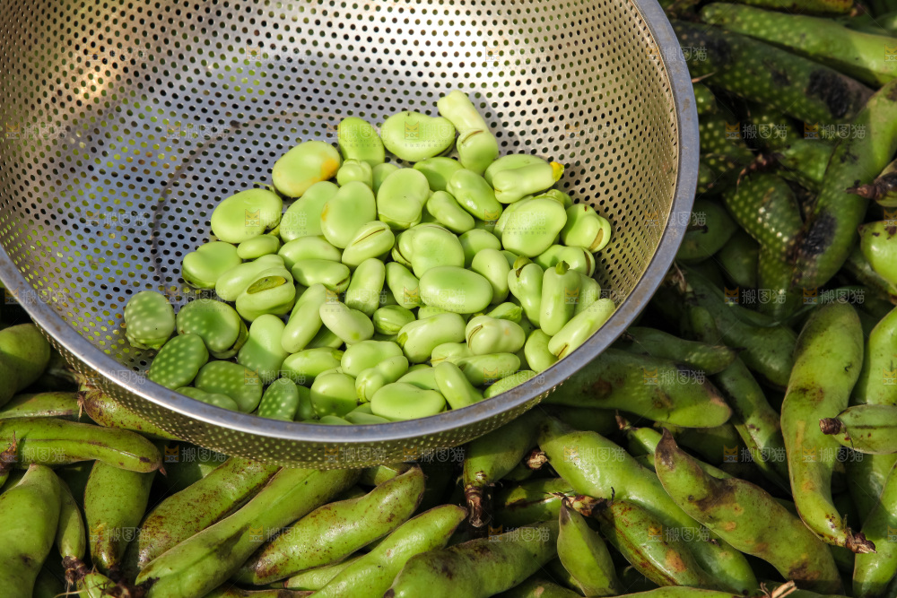 蚕豆采摘