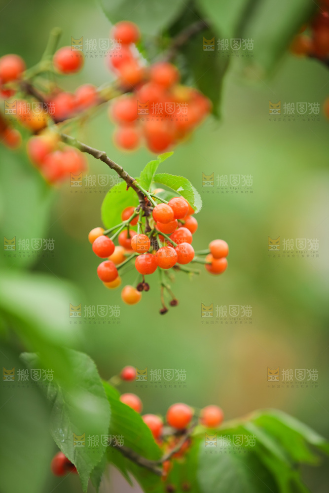樱桃树