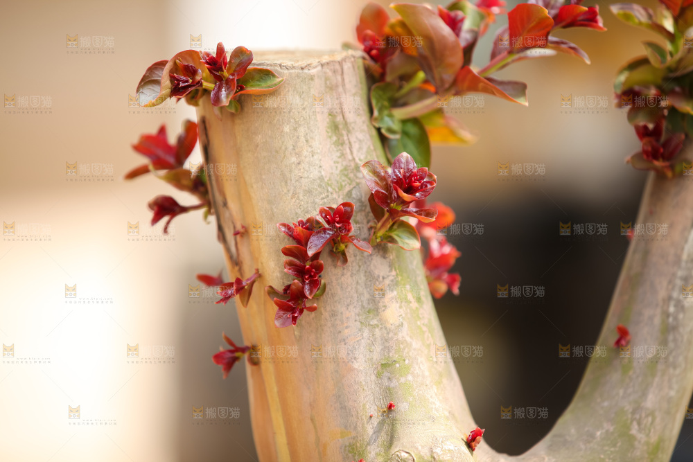 新生绿植