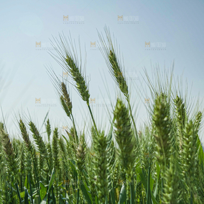 麦穗 麦粒 麦芒