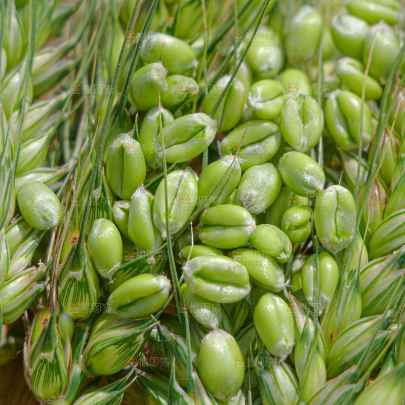 麦穗 麦粒 麦芒