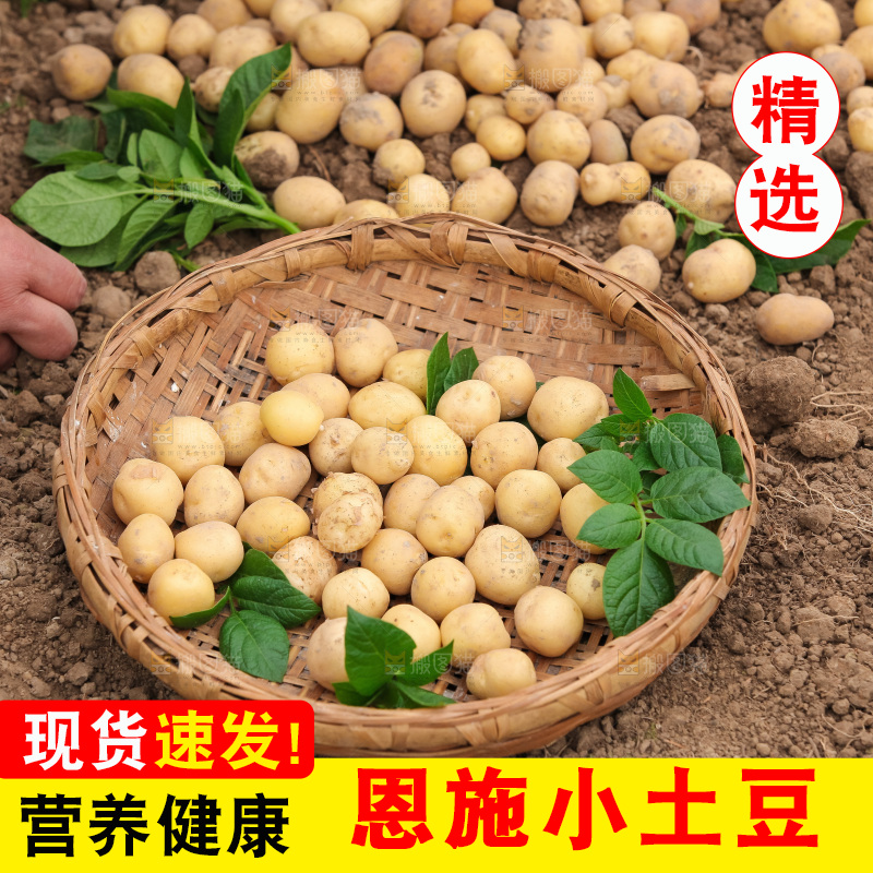 现挖小土豆