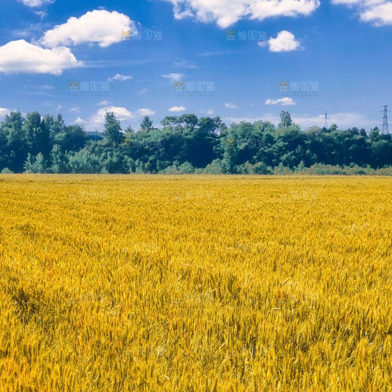 麦穗 麦粒 麦芒