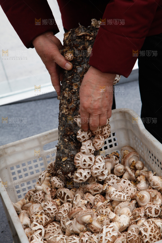 花菇 香菇