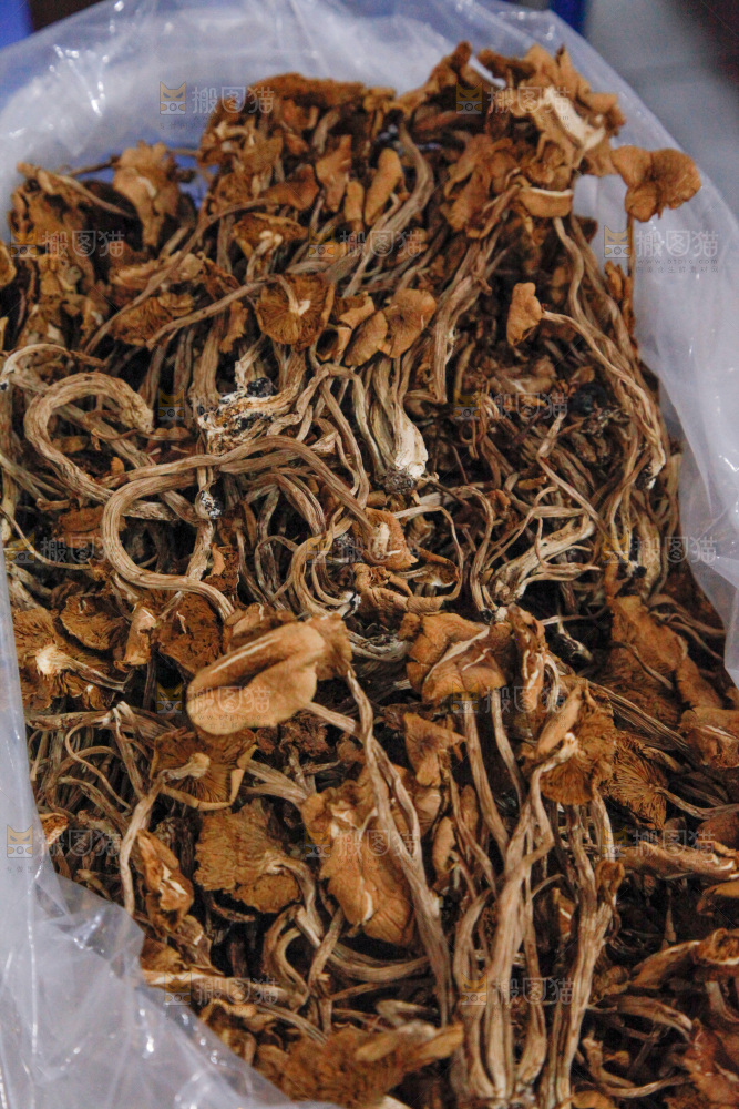 茶树菇