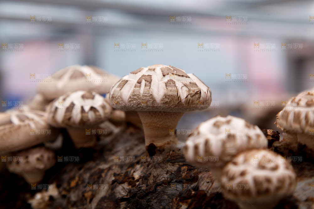 花菇 香菇
