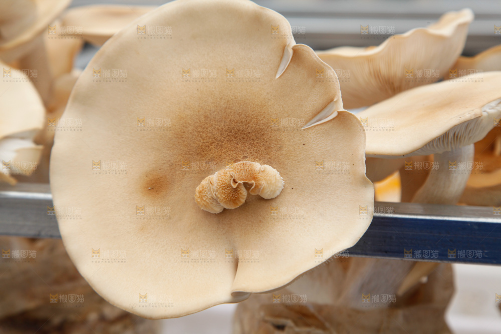 茶树菇生长