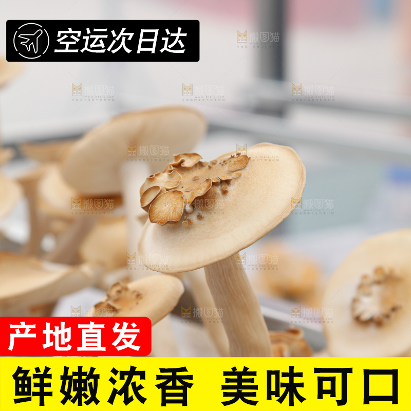 茶树菇生长
