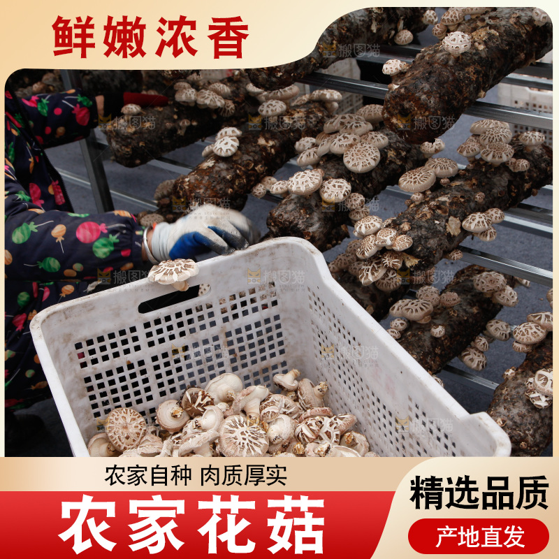 花菇 香菇
