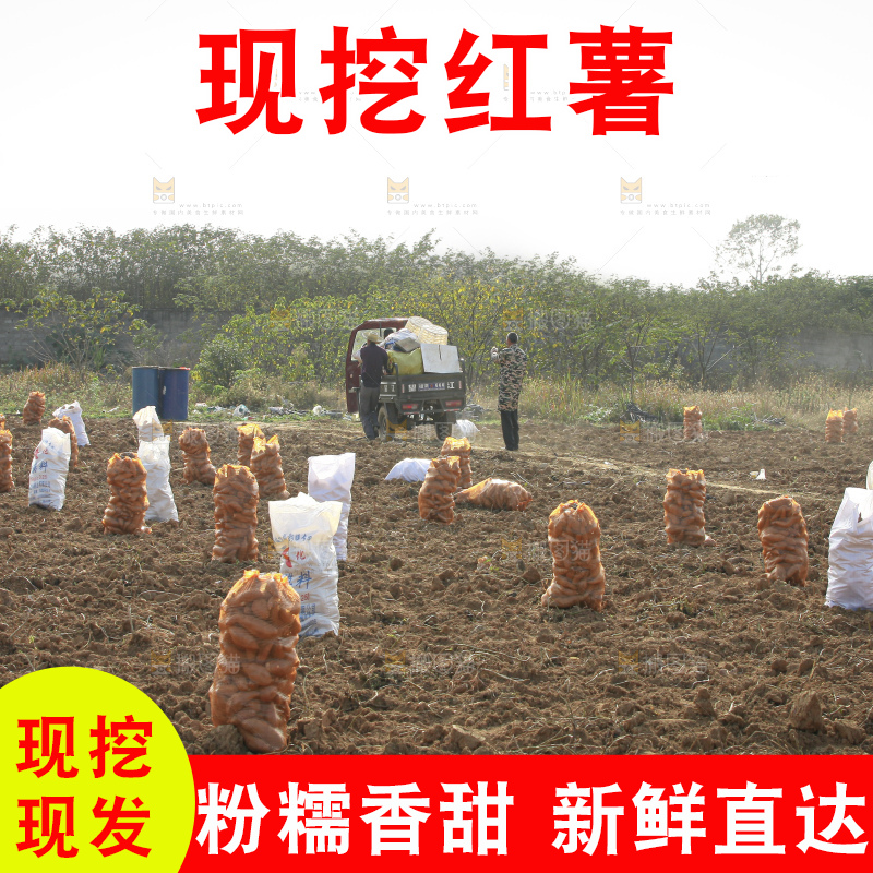 红薯地里劳作