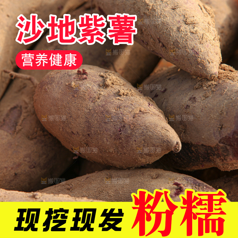 红薯地里劳作