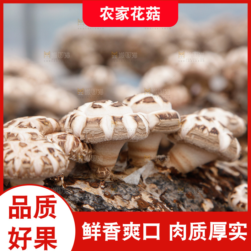 花菇 香菇