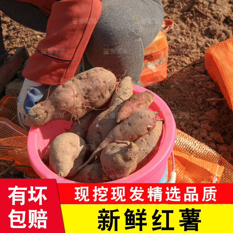 红薯地里劳作