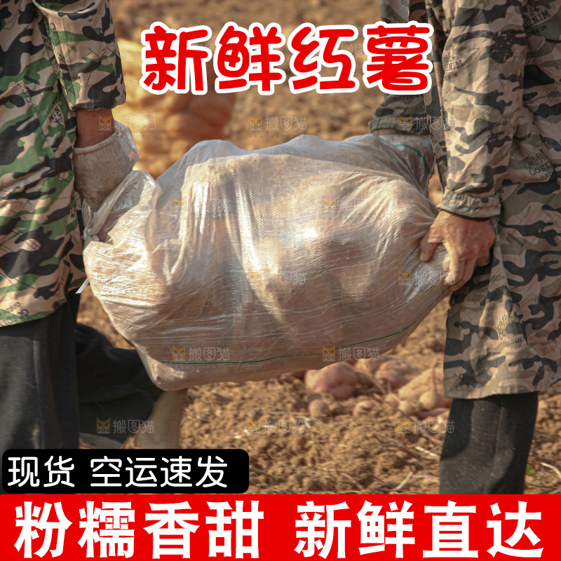 红薯地里劳作