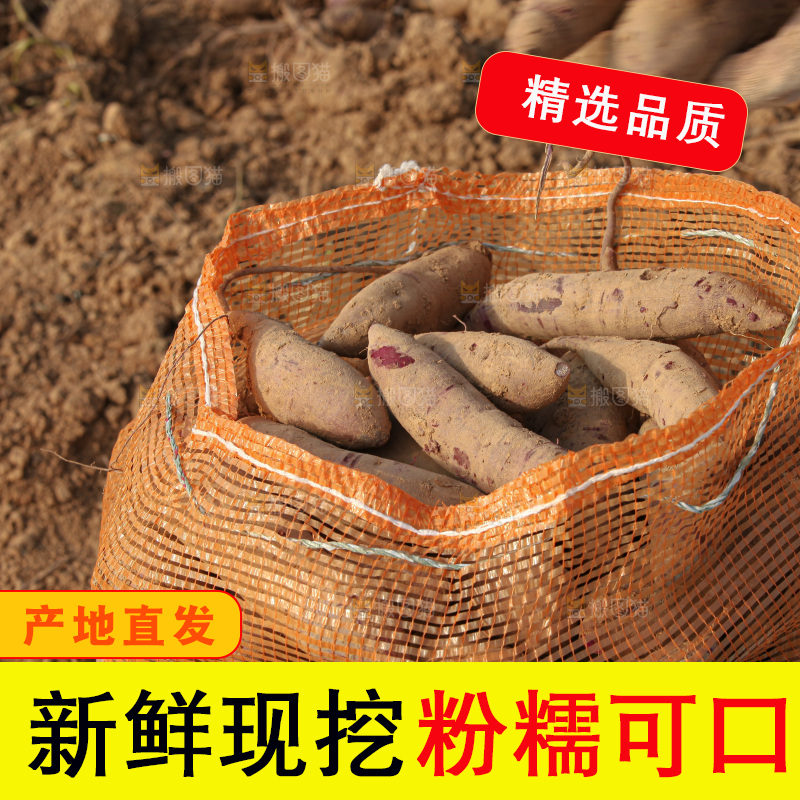 红薯地里劳作