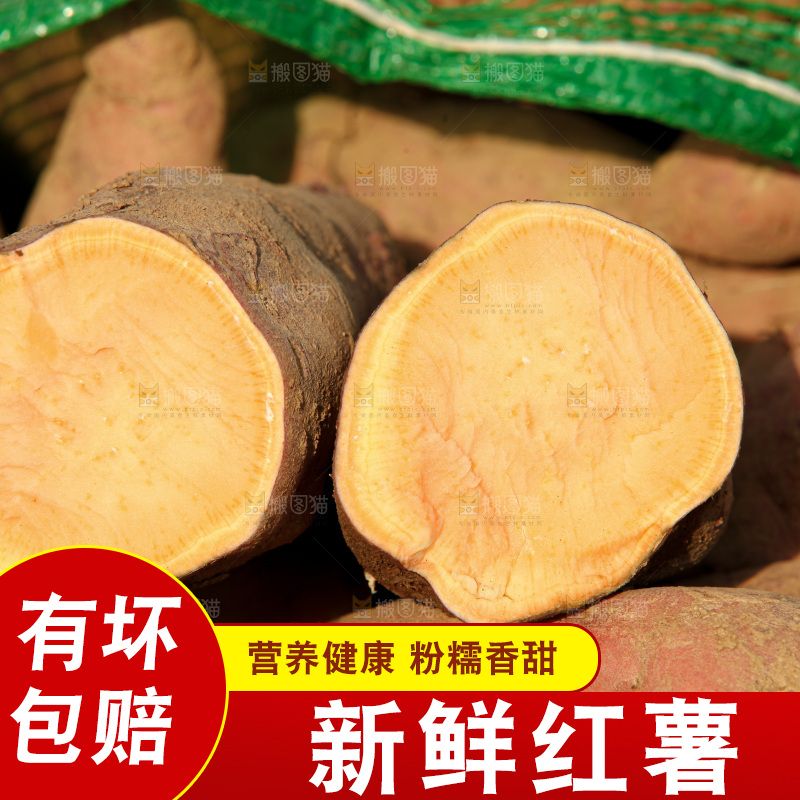 红薯地里劳作