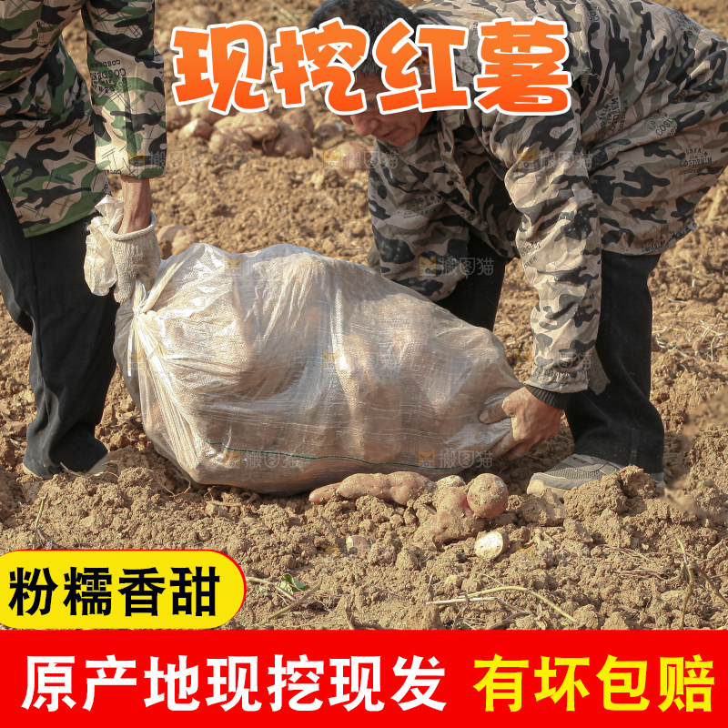 红薯地里劳作