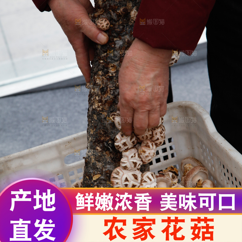花菇 香菇