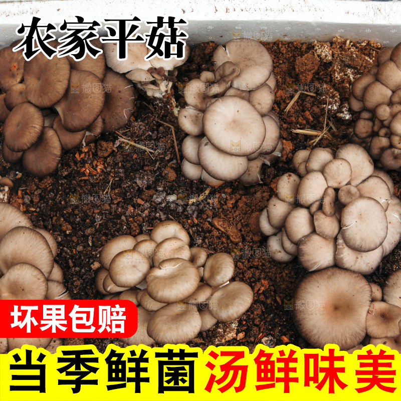 平菇