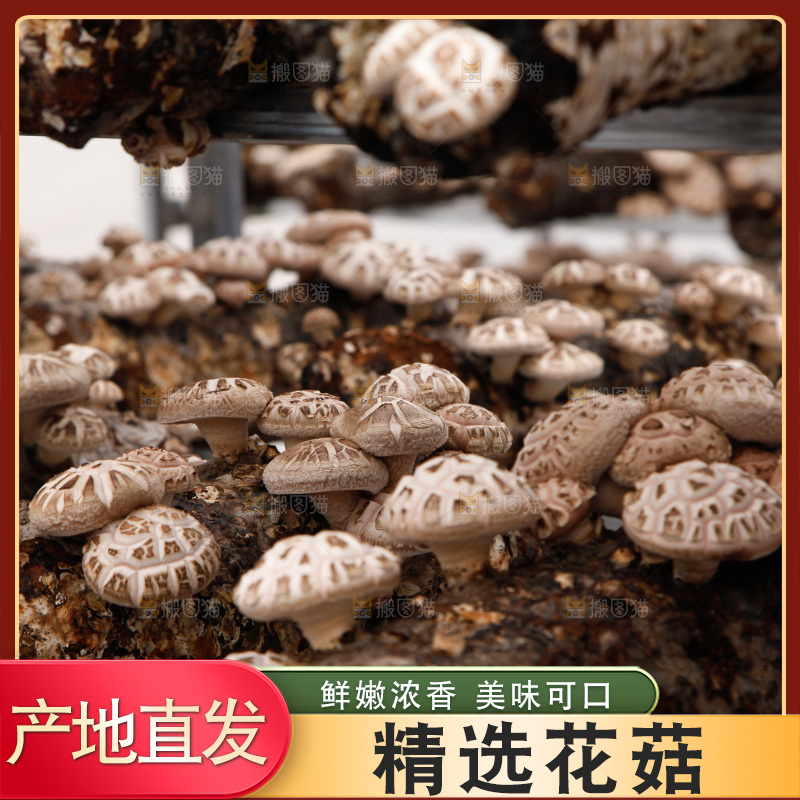 花菇 香菇