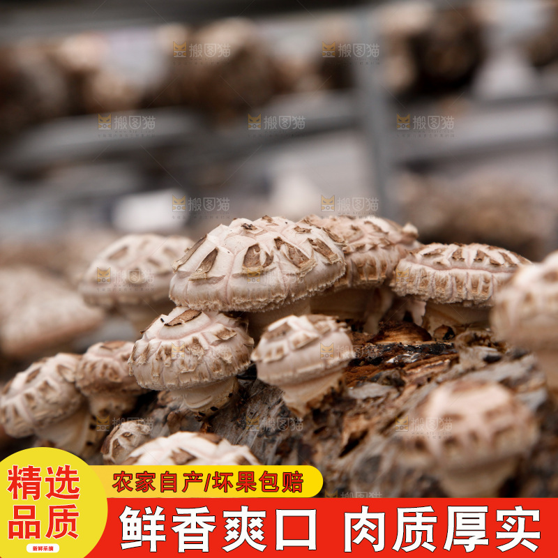 花菇 香菇