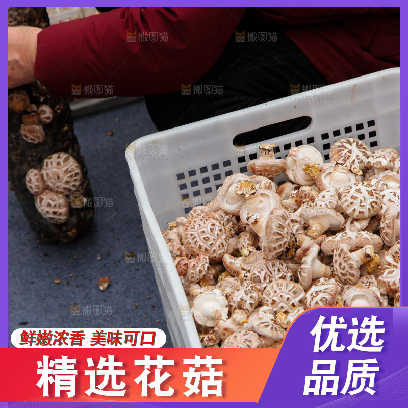 花菇 香菇