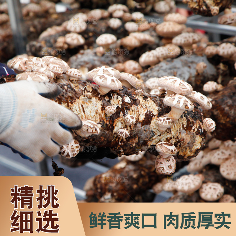 花菇 香菇