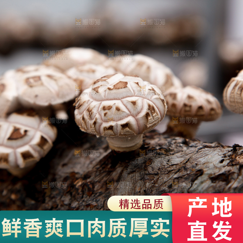 花菇 香菇