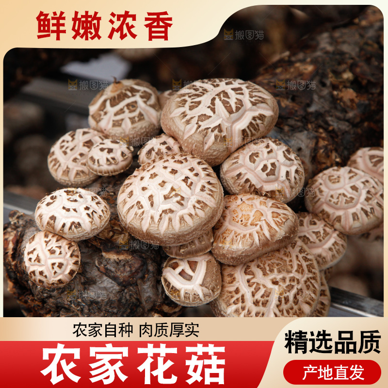 花菇 香菇