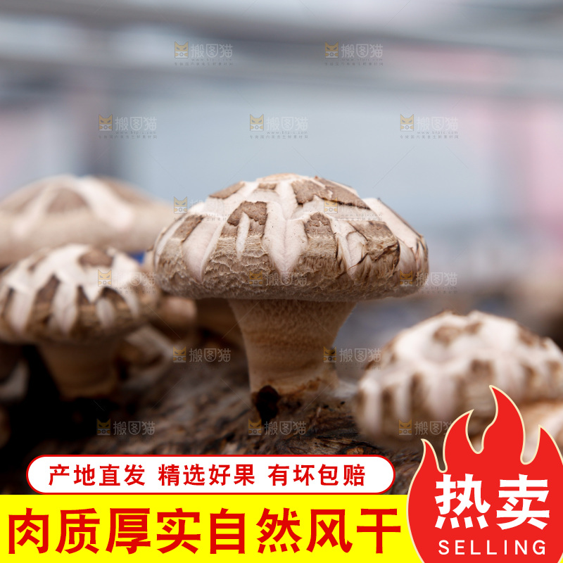 花菇 香菇