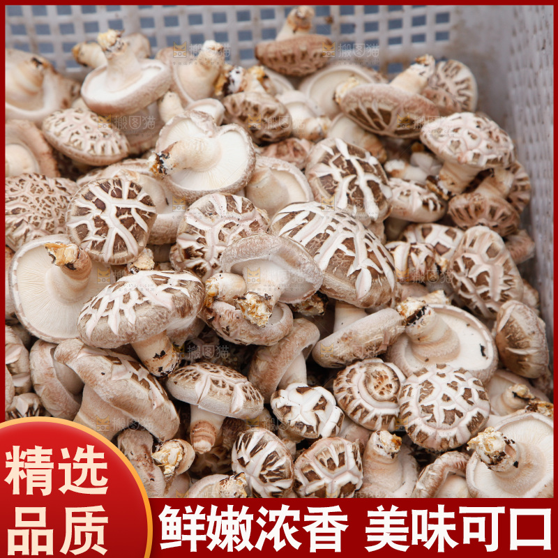 花菇 香菇
